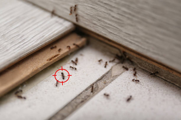 Best Residential Pest Control  in Honsville, GA