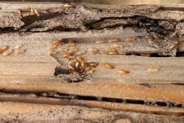 Best Pest Control Near Me  in Honsville, GA