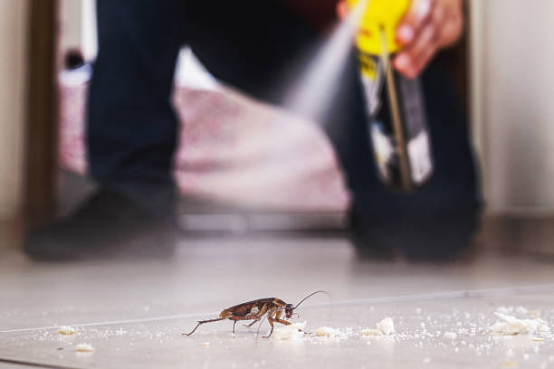 Best Flea Control Services  in Honsville, GA