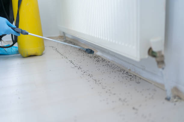 Best Pest Prevention Services  in Honsville, GA